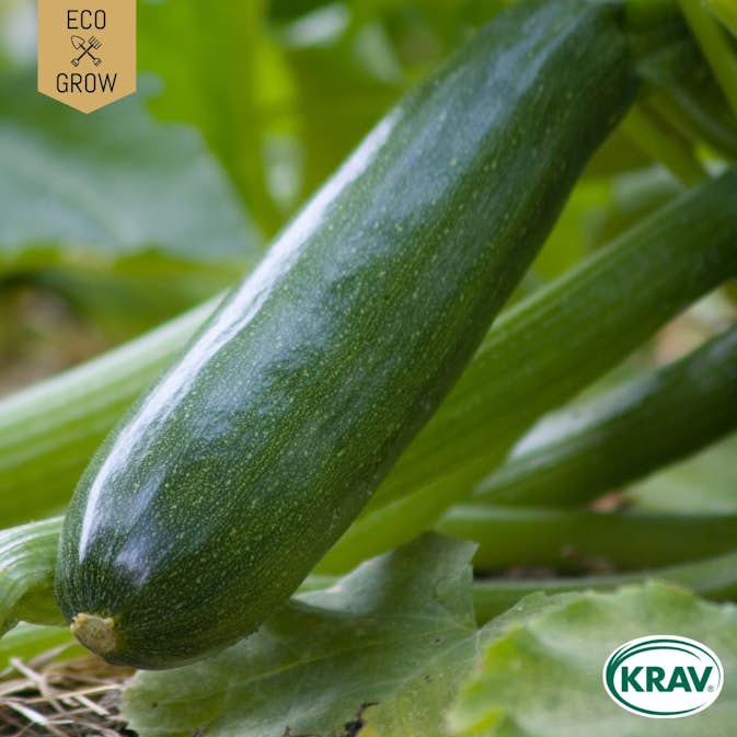 Fröpåse Eco Grow Sommarsquash Black Beauty