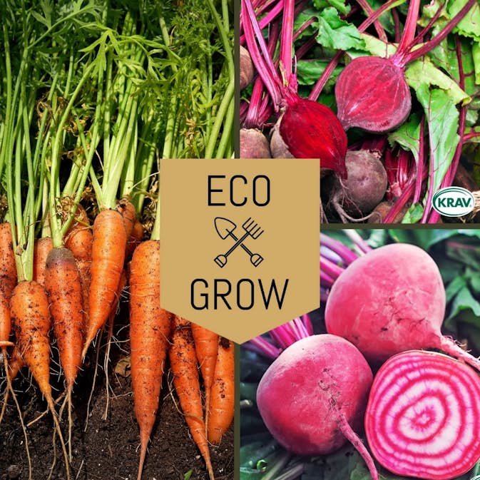 Grönsaksfröer Eco Grow Rotfruktskit Favoriter för Odling