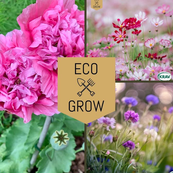 Blomfröer Eco Grow Blomsterkit Sommaräng - Svenska Trädgårdsblommor