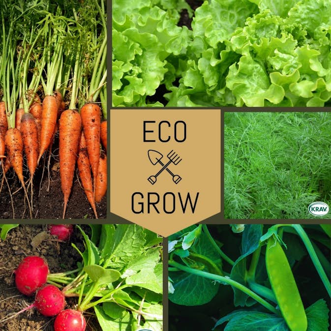 Blomfröer Eco Grow Startkit Trädgårdsfavoriter 5-pack för Odling