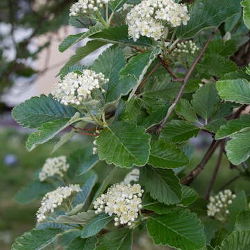 Prydnadsträd Omnia Garden Oxel