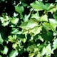 Planta Häckhagtorn Omnia Garden Crataegus Grayana 20-40cm