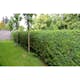 Planta Liguster Omnia Garden 30-50cm Krukodlade