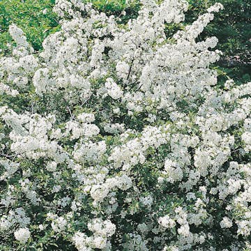 Planta Bukettapel Omnia Garden