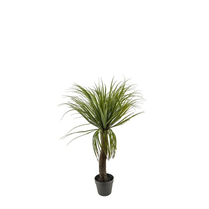 Konstväxt Mr Plant Flasklilja
