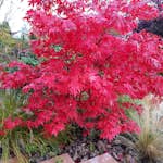 Solitär Buske Omnia Garden Prydnadsbuske Japansk Lönn Osakazuki