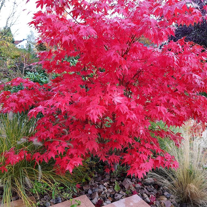 Solitär Buske Omnia Garden Prydnadsbuske Japansk Lönn Osakazuki