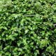 Buske Omnia Garden Stefanandra Liten