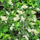 Buske Omnia Garden Stefanandra Liten