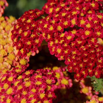 Planta Röllika Omnia Garden Paprika