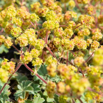 Marktäckare Omnia Garden Rödskaftig Daggkåpa
