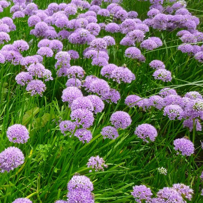 Planta Trädgårdskantlök Omnia Garden Millinium