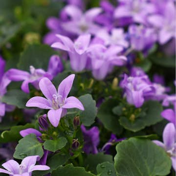 Planta Murklocka Omnia Garden