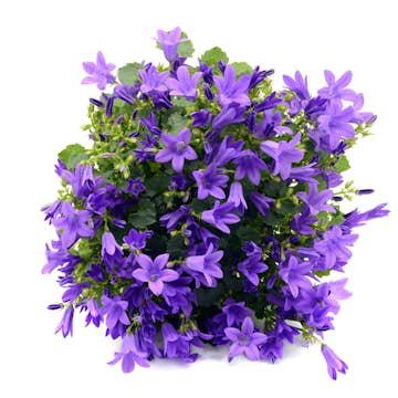 Planta Stjärnklocka Omnia Garden Stella