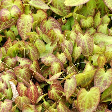 Marktäckare Taggig Sockblomma Omnia Garden Frohnleiten