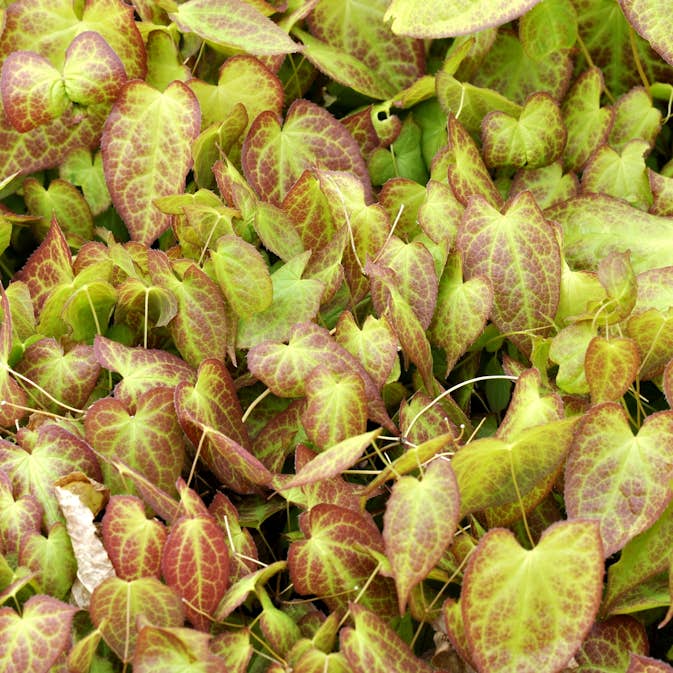 Marktäckare Taggig Sockblomma Omnia Garden Frohnleiten