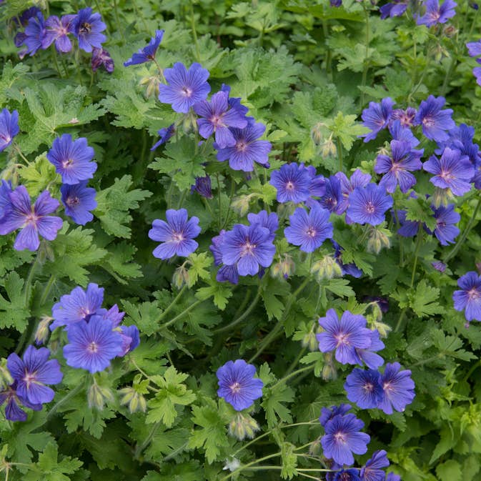 Marktäckare Kungsnäva Omnia Garden