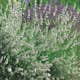Lavendel Omnia Garden Edelweiss