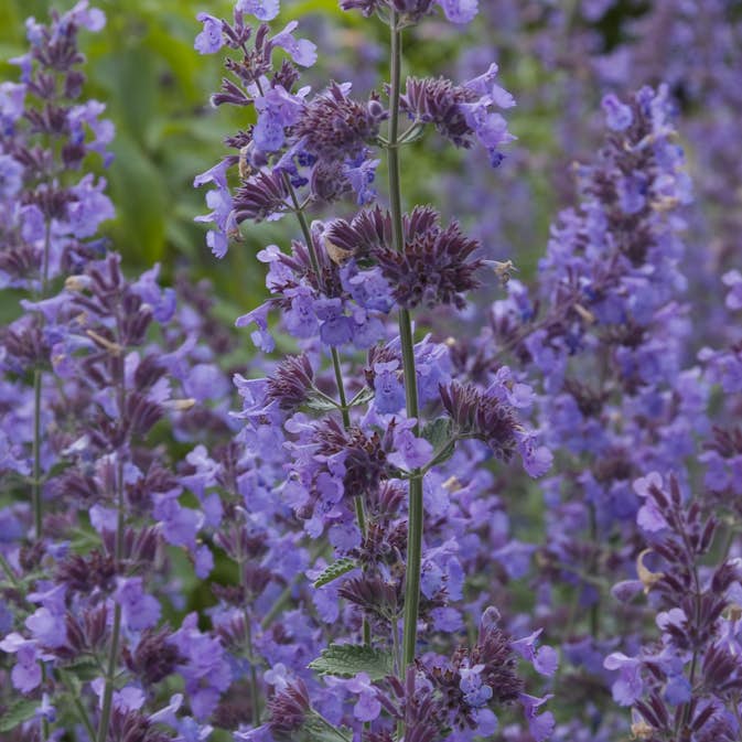 Planta Kantnepeta Omnia Garden Walker´s Low