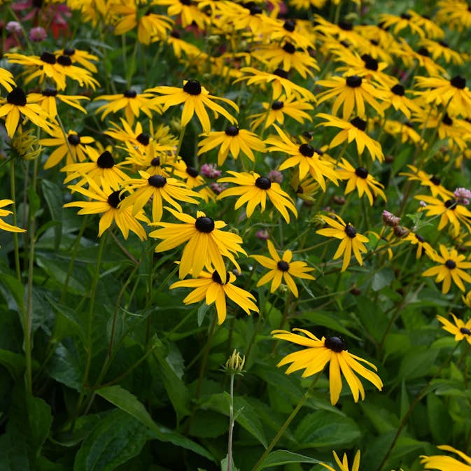 Planta Strålrudbeckia Omnia Garden Goldtrum