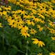 Planta Strålrudbeckia Omnia Garden Goldtrum