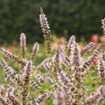 Grönmynta Omnia Garden Fägre