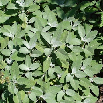 Kryddsalvia Omnia Garden Berggarten