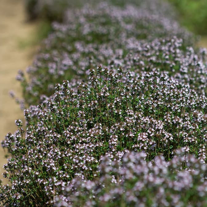 Kryddtimjan Omnia Garden