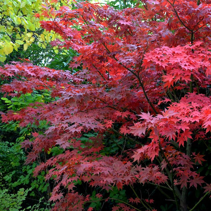 Prydnadsbuske Omnia Garden Japansk Lönn Bloodgood