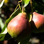 Päronträd Omnia Garden Vasarina Vasarine Sviestine