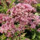 Planta Perenn Omnia Garden Fläckflockel Atropurpureum Rosenflockel