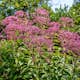 Planta Perenn Omnia Garden Fläckflockel Atropurpureum Rosenflockel