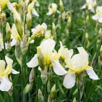 Planta Perenn Omnia Garden Violiris