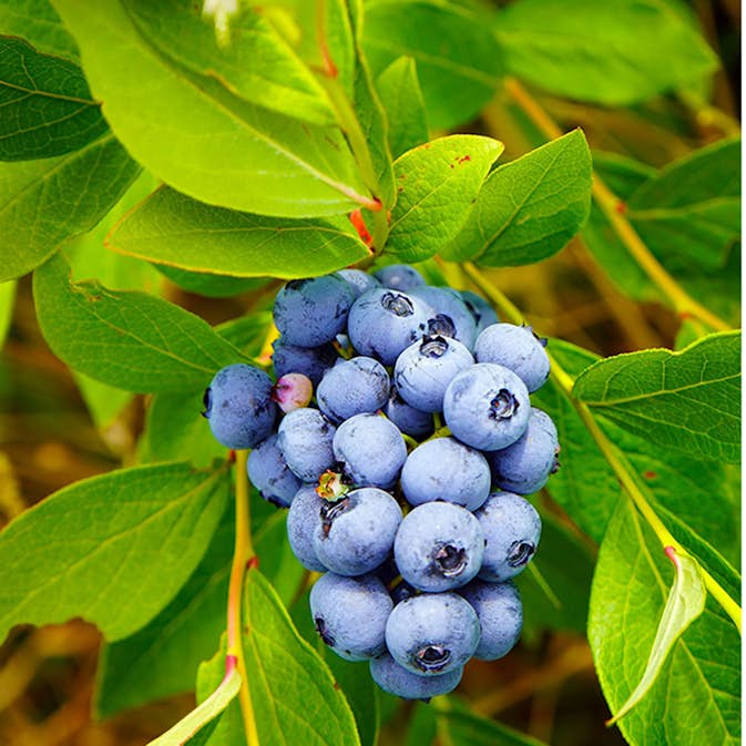 Blåbär Omnia Garden Amerikanskt Pelle E