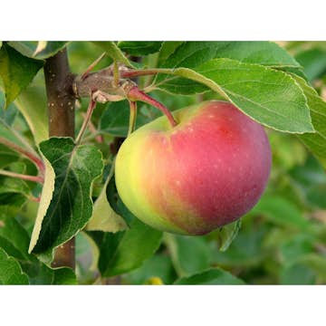 Äppelträd Omnia Garden Malus Domestica Rött Kaneläpple