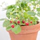 Smultron Omnia Garden Rügen Fragaria Vesca