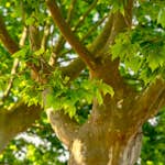 Platan Omnia Garden Platanus X Hispanica Högstam