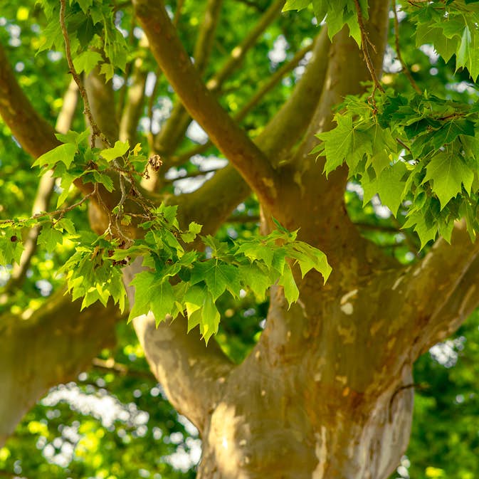 Platan Omnia Garden Platanus X Hispanica Högstam