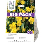Stjärnnarciss Nelson Garden Storkronig Carlton Big Pack
