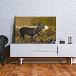 Gör-det-själv Målningar Arkiio Deer on Rut