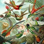 Fototapet ESTAhome Fåglar Tropiskt Djungelgrön