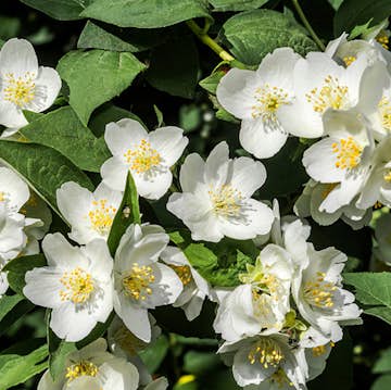 Doftschersmin Omnia Garden Philadelphus Coronarius Finn Co