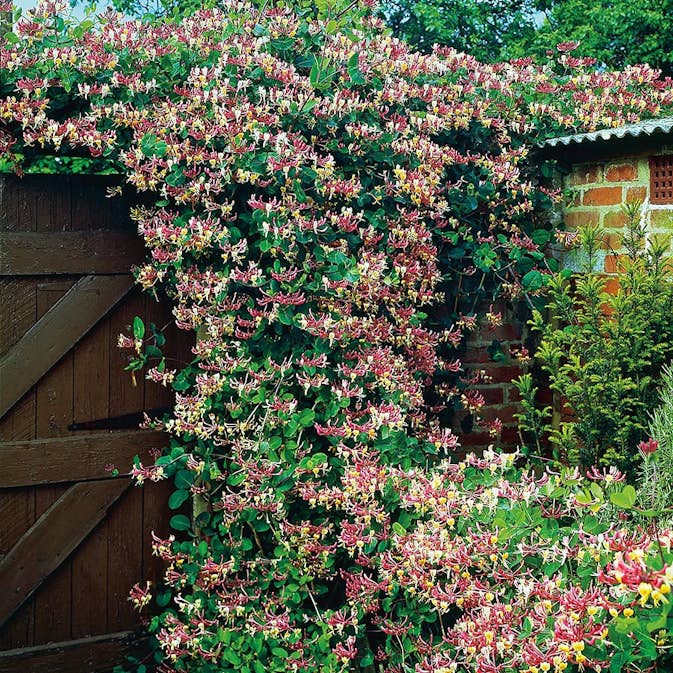 Klätterväxt Vildkaprifol Omnia Garden Lonicera Periclymenum "Serotina" 40-60 cm
