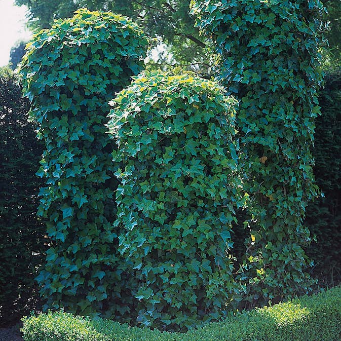 Klätterväxt Murgröna Omnia Garden 40-60 cm