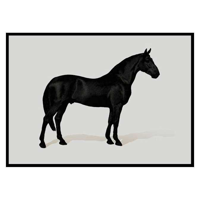 Poster Gallerix Black Horse Land. Drawing