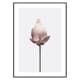 Poster Gallerix Lotus Flower
