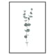 Poster Gallerix Eucalyptus No2