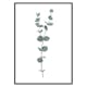 Poster Gallerix Eucalyptus No2