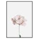 Poster Gallerix Pink Rose No2