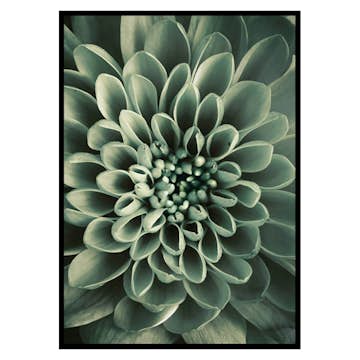 Poster Gallerix Green Petals